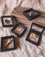 3D ramme til fossiler og sten - 9 x 9 cm - Billede 3